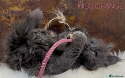 Maine Coon cats for sale: Championship bloodline GCCF Maine Coon kittens - Image 3