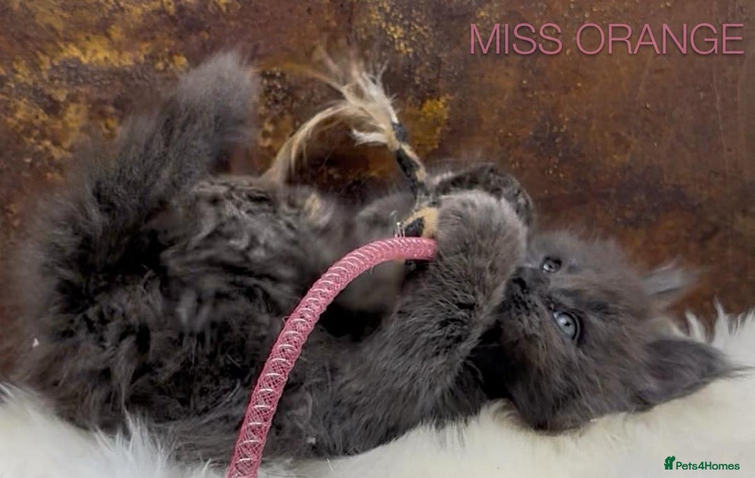 Maine Coon cats for sale: Championship bloodline GCCF Maine Coon kittens - Image 3