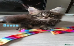 Maine Coon cats for sale: Affectionate Pure Breed Mainecoon Kittens - Image 4