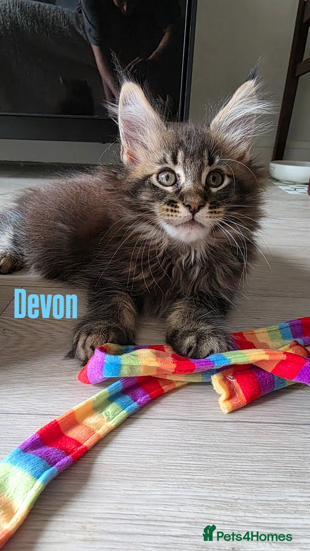 Maine Coon cats for sale: Affectionate Pure Breed Mainecoon Kittens - Image 4
