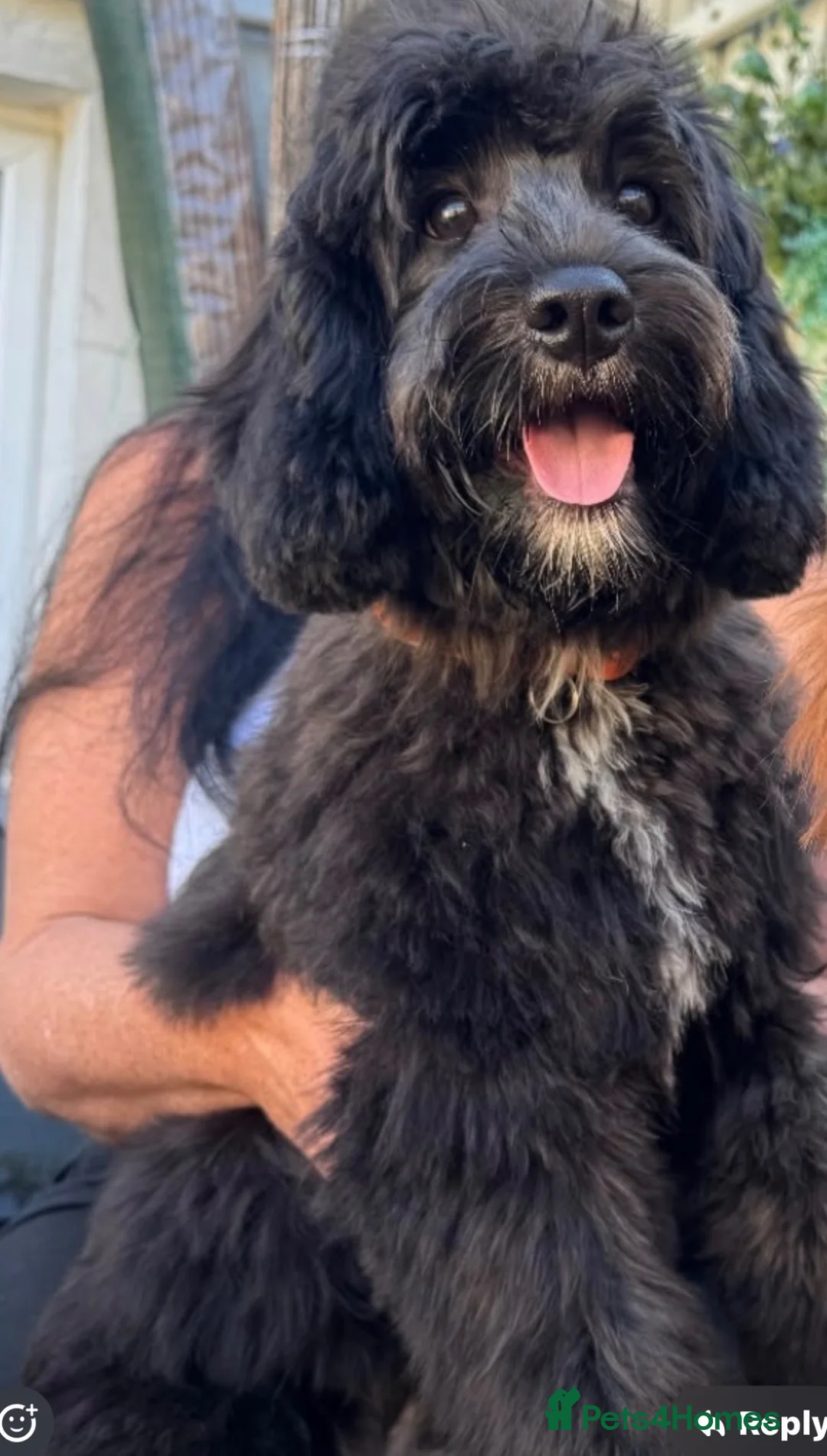 Cavapoo dogs for sale: Cavapoo Puppies  - Advert 1