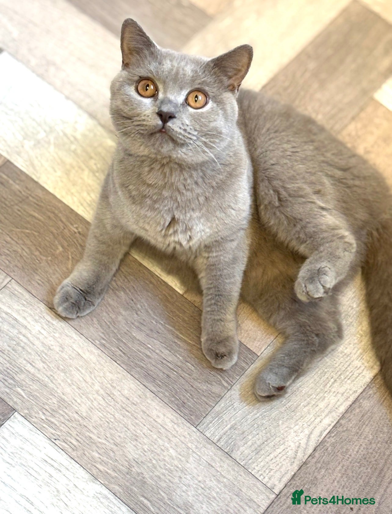 British Shorthair cats British Shorthair Female – GCCF Active - Advert 8