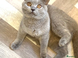British Shorthair cats Lilac British Shorthair - Advert 1
