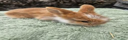 Lionhead rabbits for sale: 7 gorgeous Harlequin Lion Lop bunnies - Advert 7