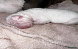 Mixed Breed dogs for sale: Bulldach Puppies - Image 6