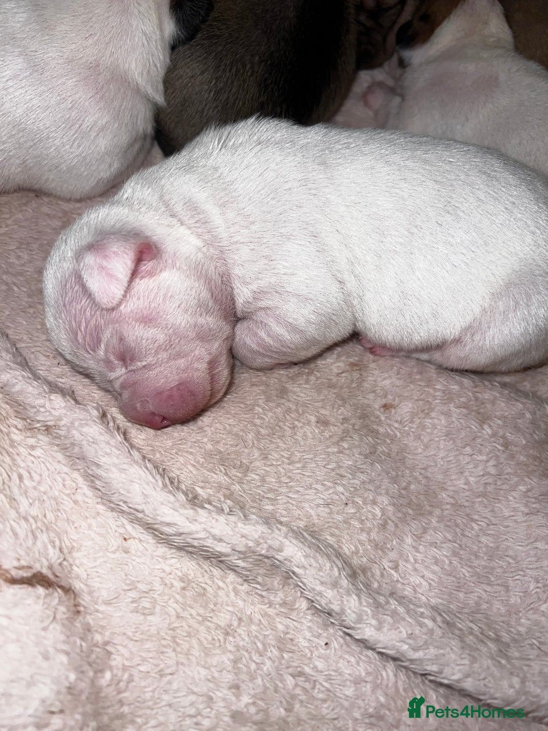 Mixed Breed dogs for sale: Bulldach Puppies - Image 6