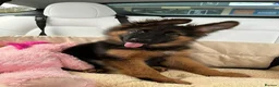 German Shepherd dogs for sale: Five lovely German shepherd puppies ready now  in Bath - Advert 6