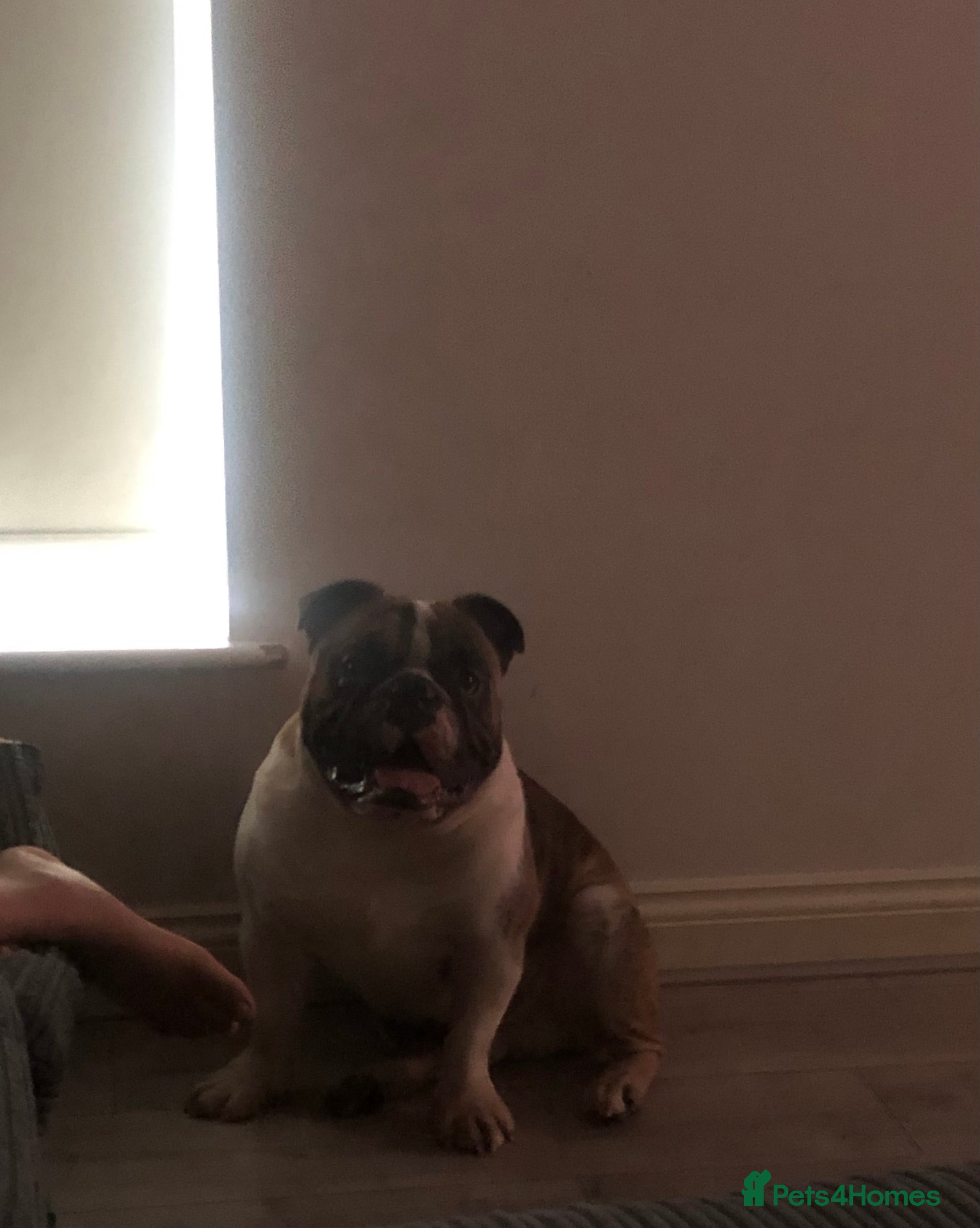 Olde English Bulldogge dogs Círoc open for stud in Wolverhampton - Advert 2