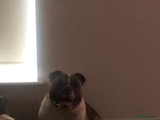 Olde English Bulldogge dogs Círoc open for stud in Wolverhampton - Advert 2