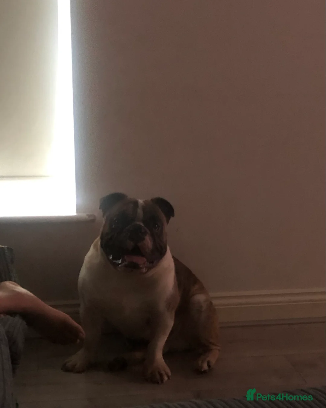 Olde English Bulldogge dogs for stud: Círoc open for stud in Wolverhampton - Advert 1
