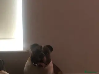 Olde English Bulldogge dogs Círoc open for stud in Wolverhampton - Advert 3