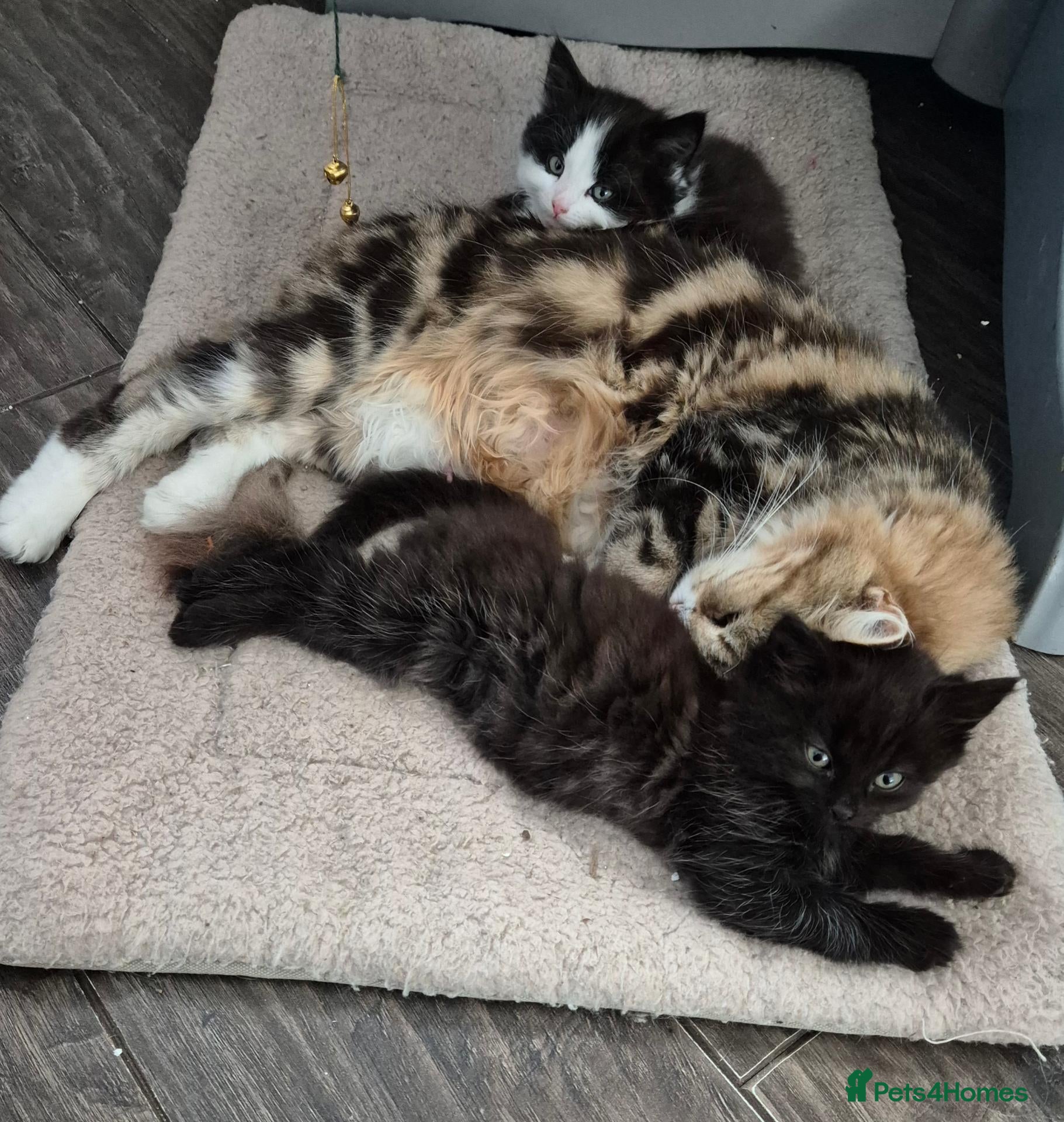 Mixed Breed cats Beautiful Kittens - Advert 4