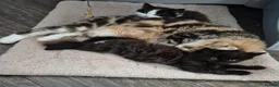 Mixed Breed cats for sale: Beautiful Kittens - Advert 2