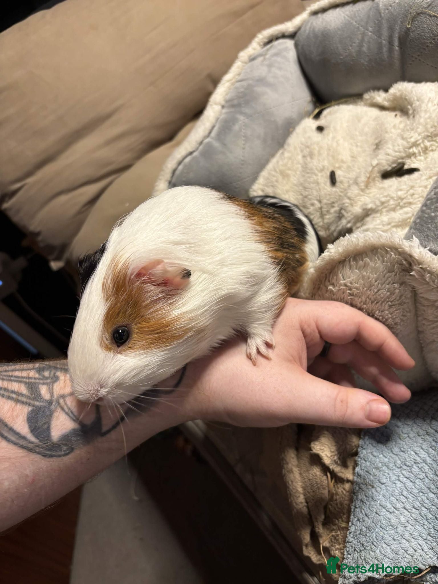 Guinea Pig rodents sweet boy needs a new home - Advert 1