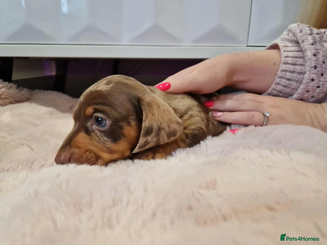 Miniature Dachshund dogs for sale: Only 4 left! Adorable Mini Dachshund Puppies 🐾🐶 - Image 16