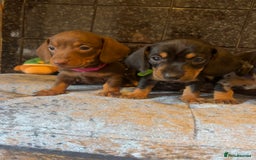 Miniature Dachshund dogs for sale: READY TO LEAVE BLACK/TAN MINIATURE DACHSHUND KC  - Image 20