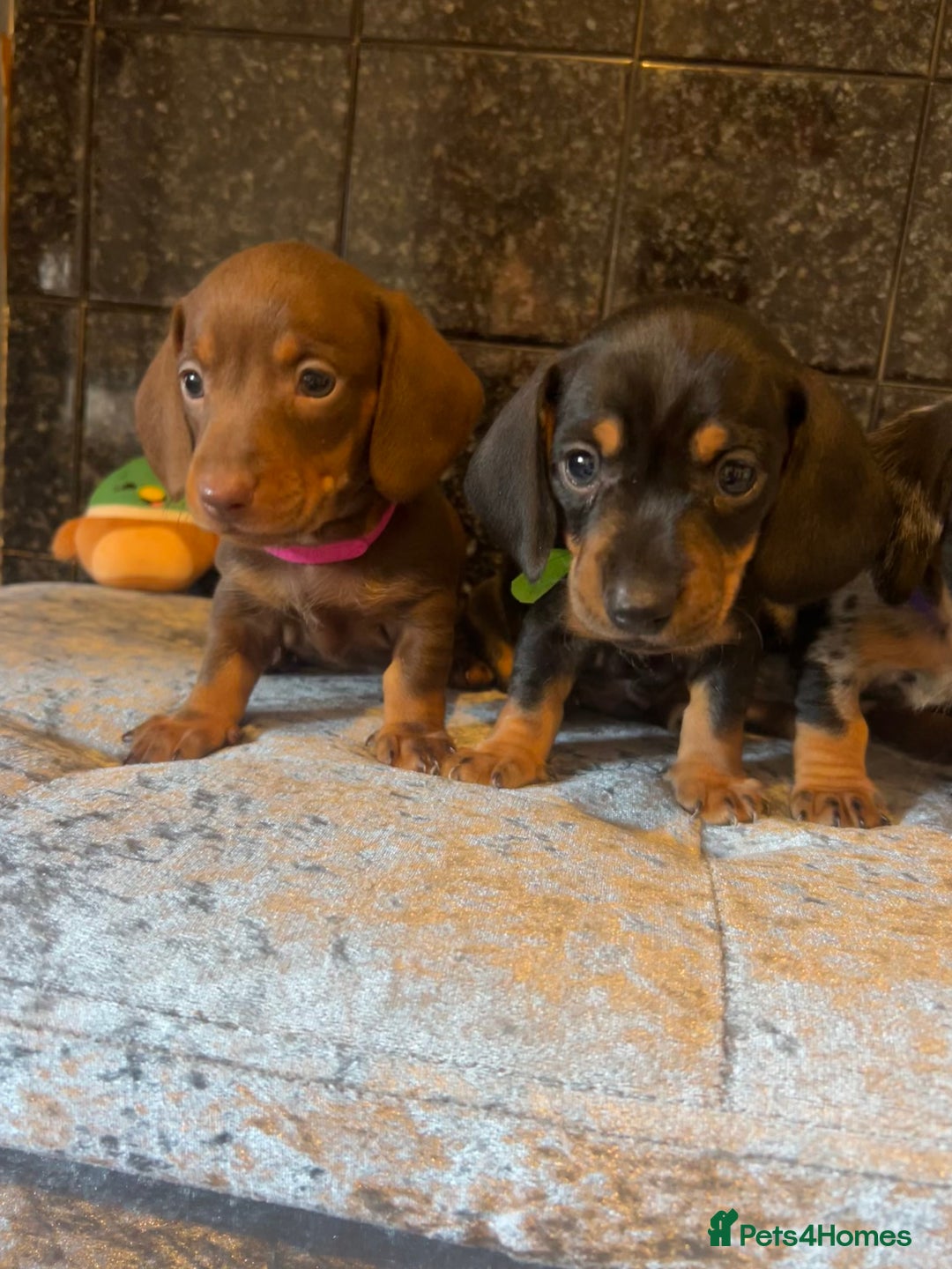 Miniature Dachshund dogs for sale: READY TO LEAVE BLACK/TAN MINIATURE DACHSHUND KC  - Image 20