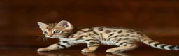 Bengal cats for sale: Registered pedigree bengal kittens - Advert 3