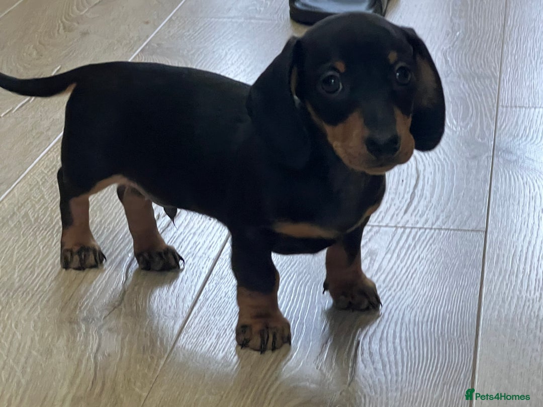 Miniature Dachshund dogs for sale: Ready now Last boy KC REG PRA CLEAR - Image 4