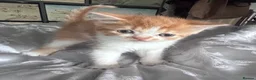 Mixed Breed cats for sale: BSH x persian mix in Ilford - Advert 3