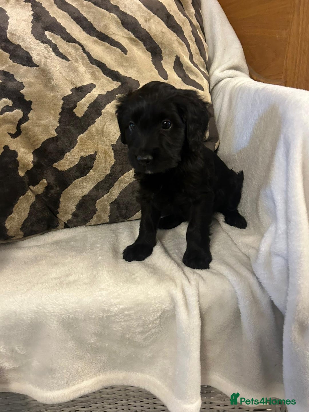 Cockapoo dogs for sale: F1 Cockapoos ready🩷 - Image 9