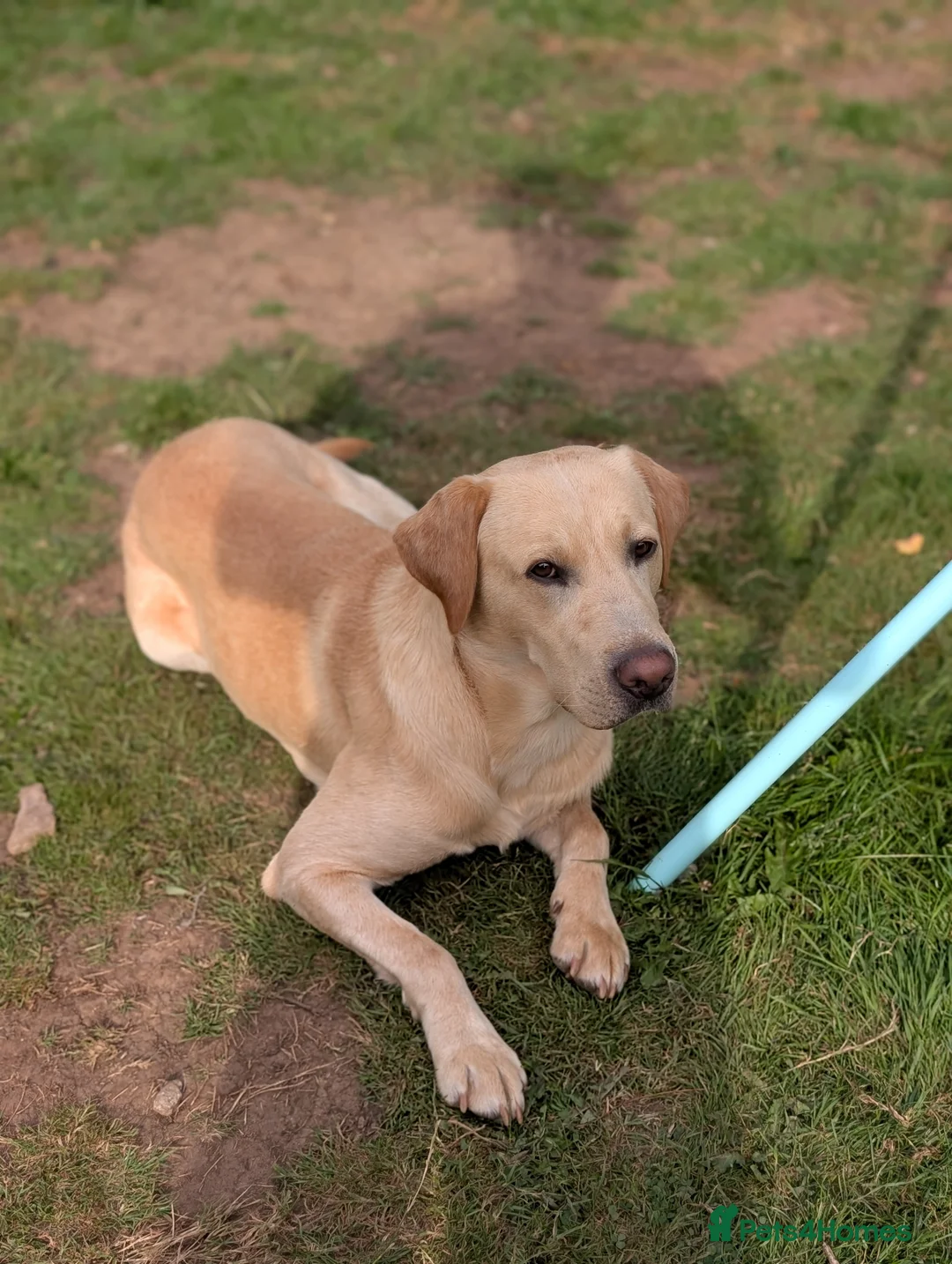 Labrador Retriever dogs for stud: Cosmo☄️the stud - Advert 2