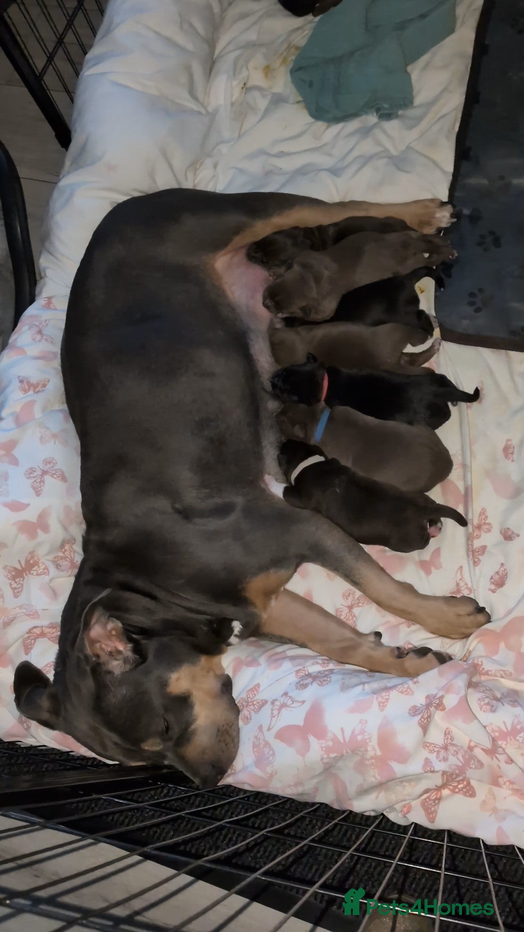 Mixed Breed dogs Labrabull Puppies  - Advert 16