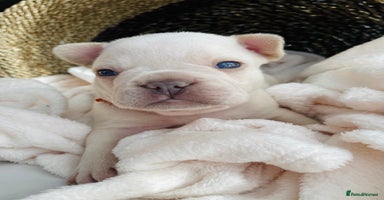 French Bulldog dogs - Advert 3