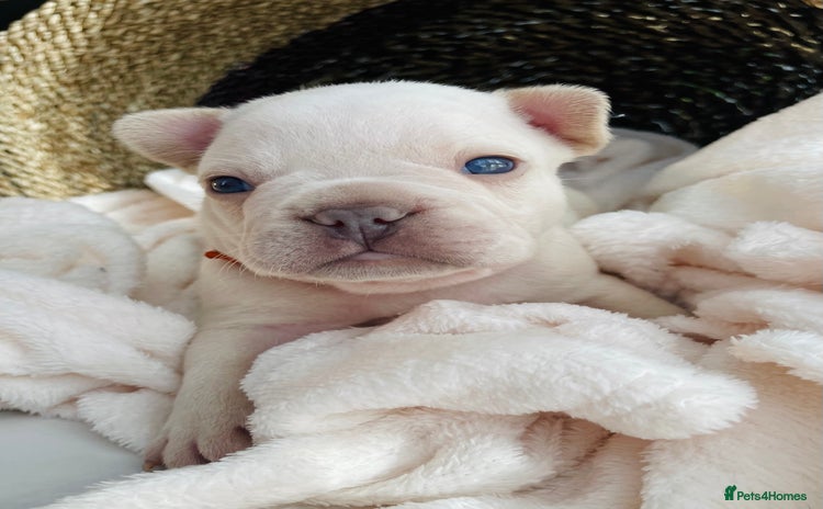 French Bulldog dogs - Advert 2