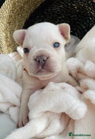 French Bulldog dogs - Advert 3