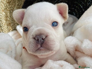 French Bulldog dogs - Advert 9