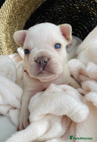 French Bulldog dogs - Advert 7