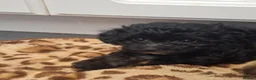 Mixed Breed dogs for sale: Stunning small papipoos/ papillon  x toy poodle - Advert 16