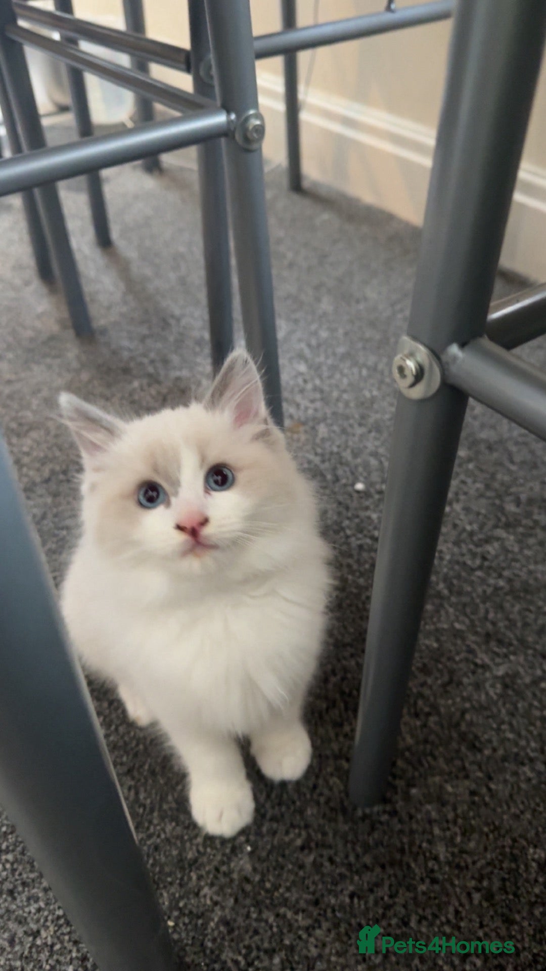 Ragdoll cats Gorgeous Ragdoll Kittens Looking for Loving Homes - Advert 4