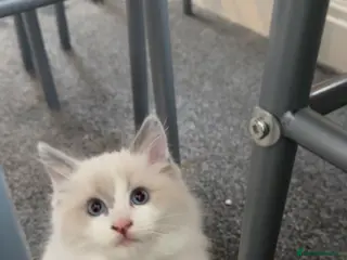 Ragdoll cats Gorgeous Ragdoll Kittens Looking for Loving Homes - Advert 4