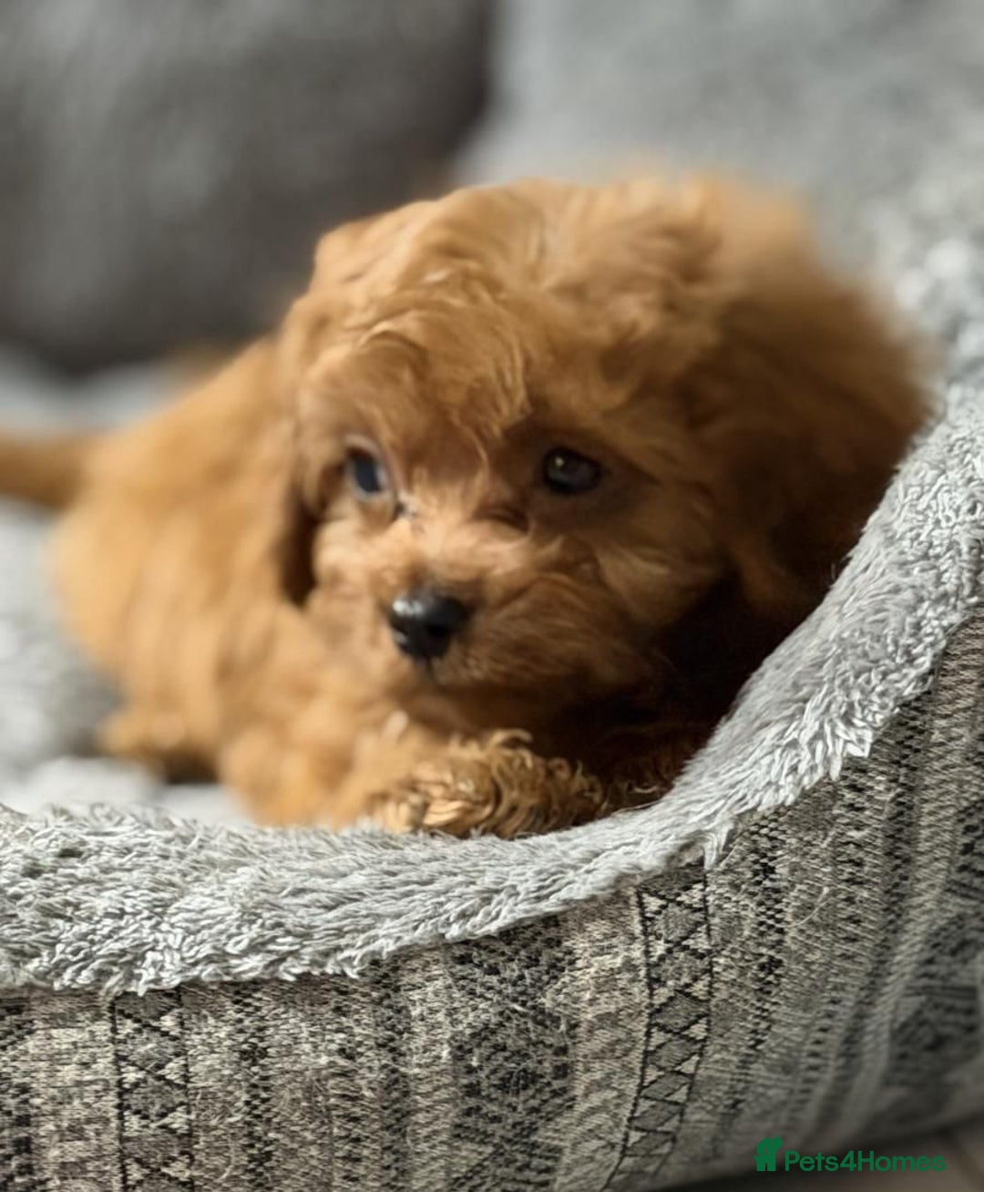 Cavapoo dogs for sale: Beautiful red cavapoo puppies for sale - Advert 5
