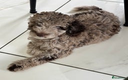 Mixed Breed dogs for sale: Goldendoodle/Australian double doodles  - Image 18