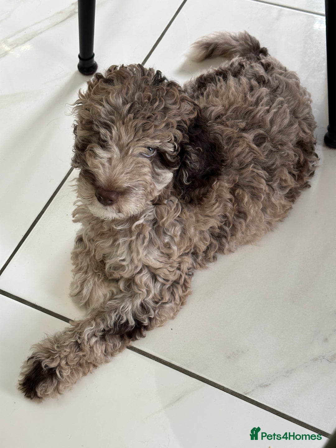 Mixed Breed dogs for sale: Goldendoodle/Australian double doodles  - Image 18
