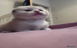 Scottish Fold cats for sale: Scottish fold kittens  - Image 5