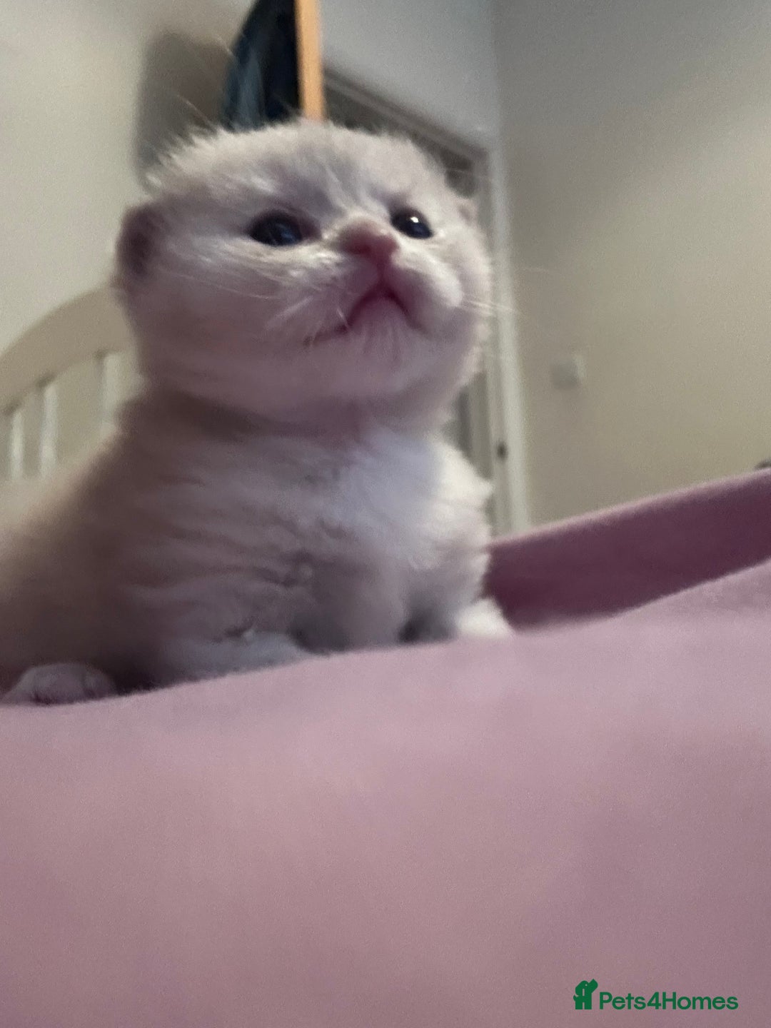Scottish Fold cats for sale: Scottish fold kittens  - Image 5