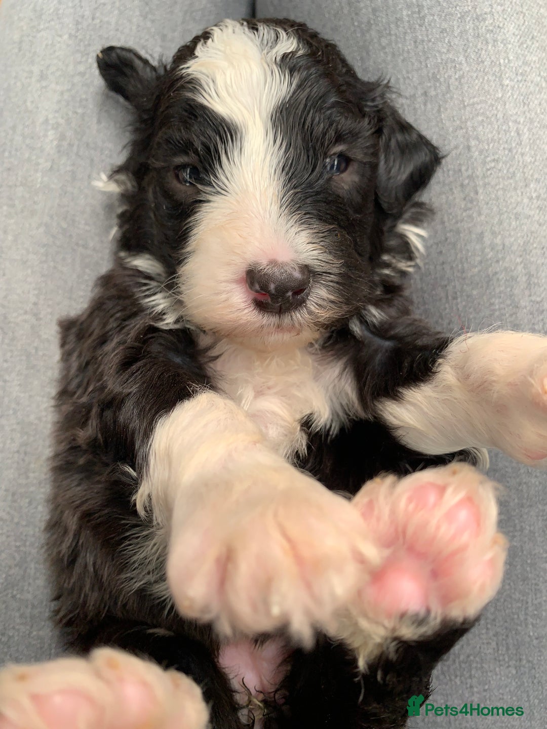Sheepadoodle dogs for sale: Medium Sheepadoodle Puppies Available  - Image 2