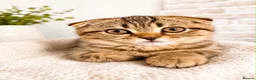 Scottish Fold cats for sale: Two Beautiful Scottish Kittens – Girls - Advert 9