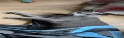 Russian Blue cats for sale: Pure Russian Blue kittens  - Advert 19