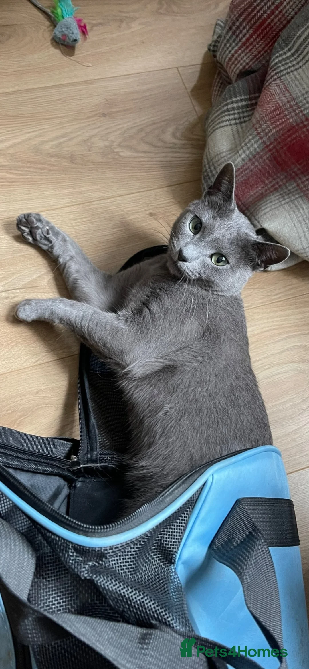 Russian Blue cats for sale: Pure Russian Blue kittens  - Advert 19