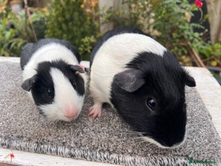 Guinea Pig rodents Pair of bonded boars - Father and son - Advert 1