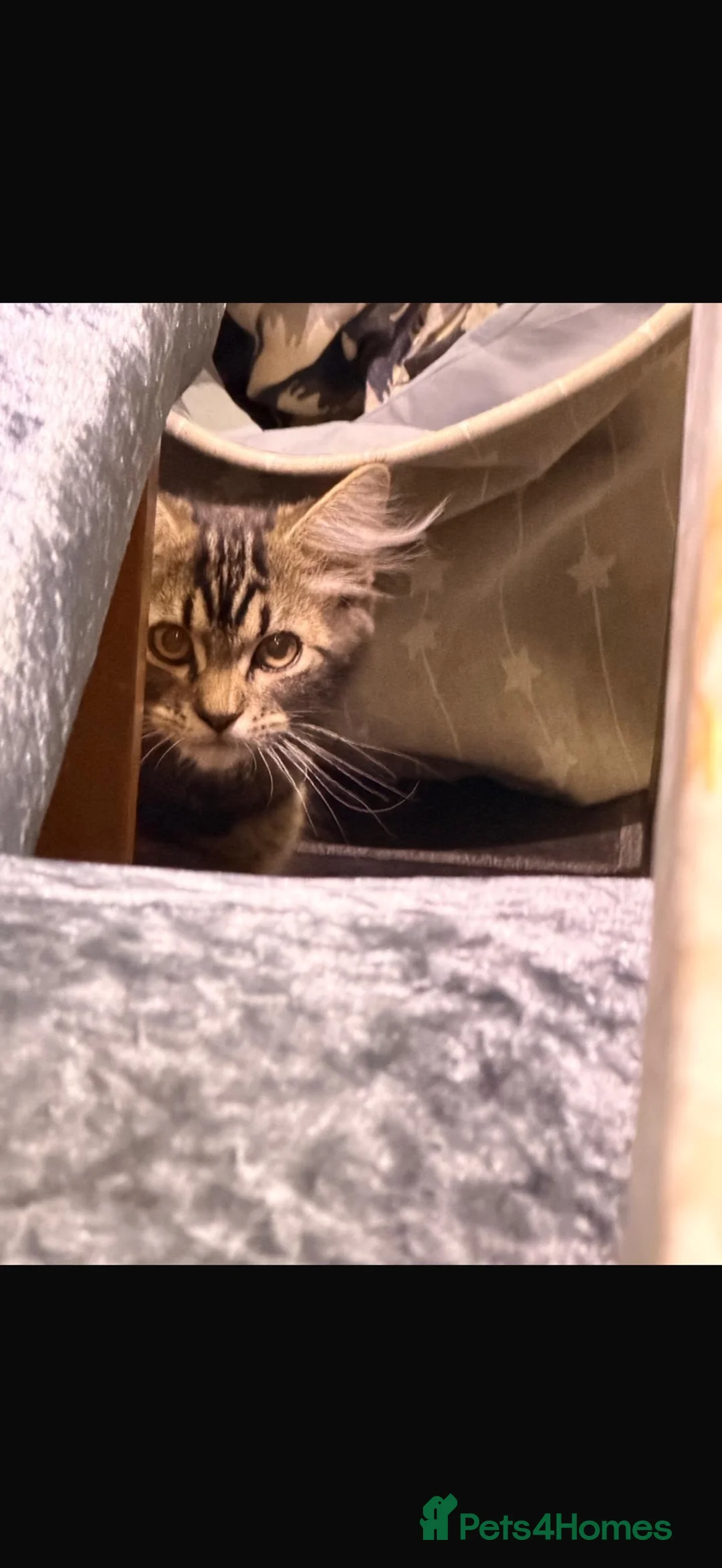 Mixed Breed cats for sale: Gorgeous fluffy male tabby cross - Advert 2