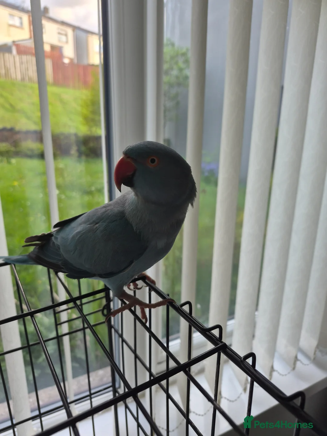 Parakeets birds for sale: Indian Ring Neck Parakeet  in Merthyr Tydfil - Advert 3