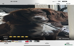 Cocker Spaniel dogs for sale: Working cocker spaniel  - Image 2