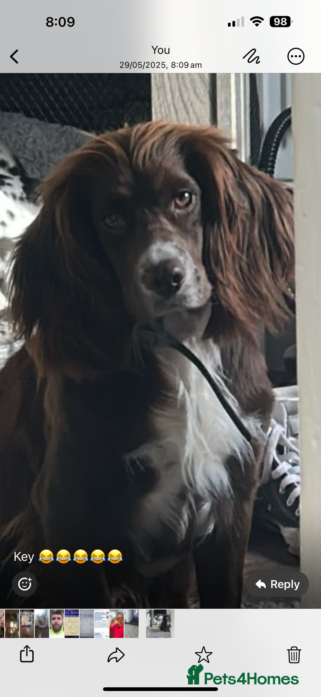 Cocker Spaniel dogs for sale: Working cocker spaniel  - Image 2