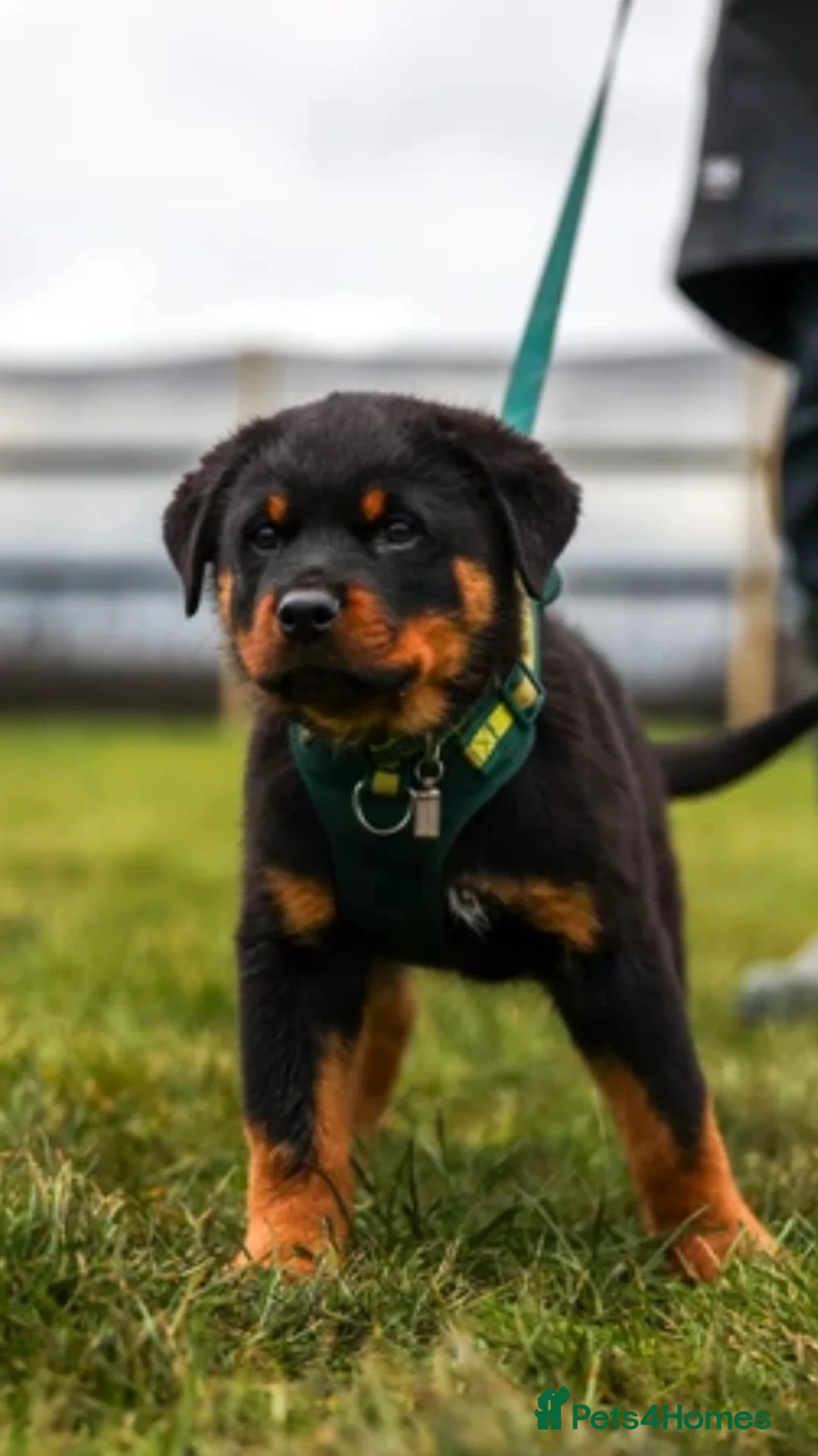 Rottweiler dogs for sale: Rottweiler Puppies - Advert 16